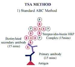 optimal antigen retrieval,