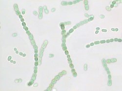 Anabaena flos-aquae