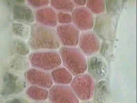Corallina officinalis
