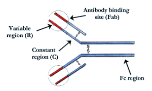 IgG molecule