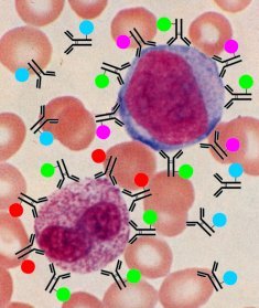 Cells labelled with fluorochrome-coupled antibodies