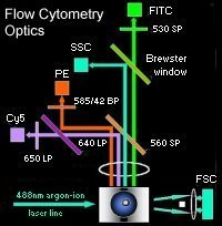 Optical system of a flow cytometer; click to enlarge (28K)