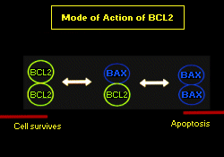 Biological role of BCL2; click to enlarge (16K)