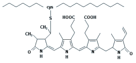 phycoerythrobilin
